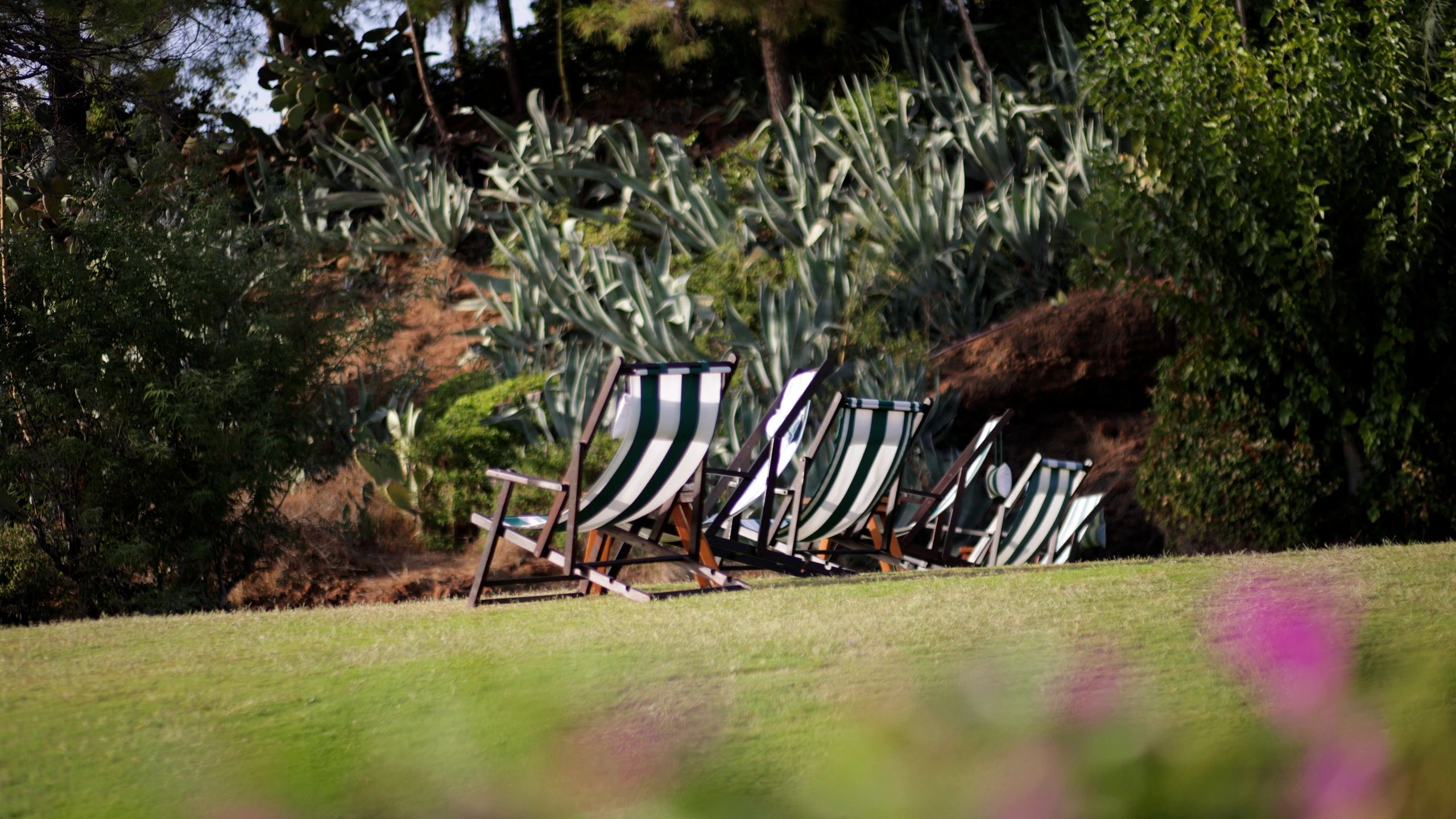 Deck chairs on grass in a peaceful outdoor setting